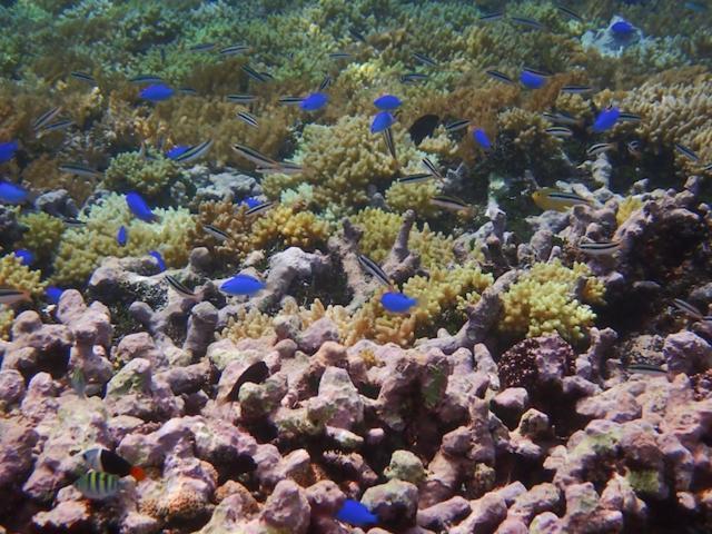 Nomad Divers Bangka Likupang Bagian luar foto